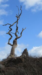 Bare Tree Trunk